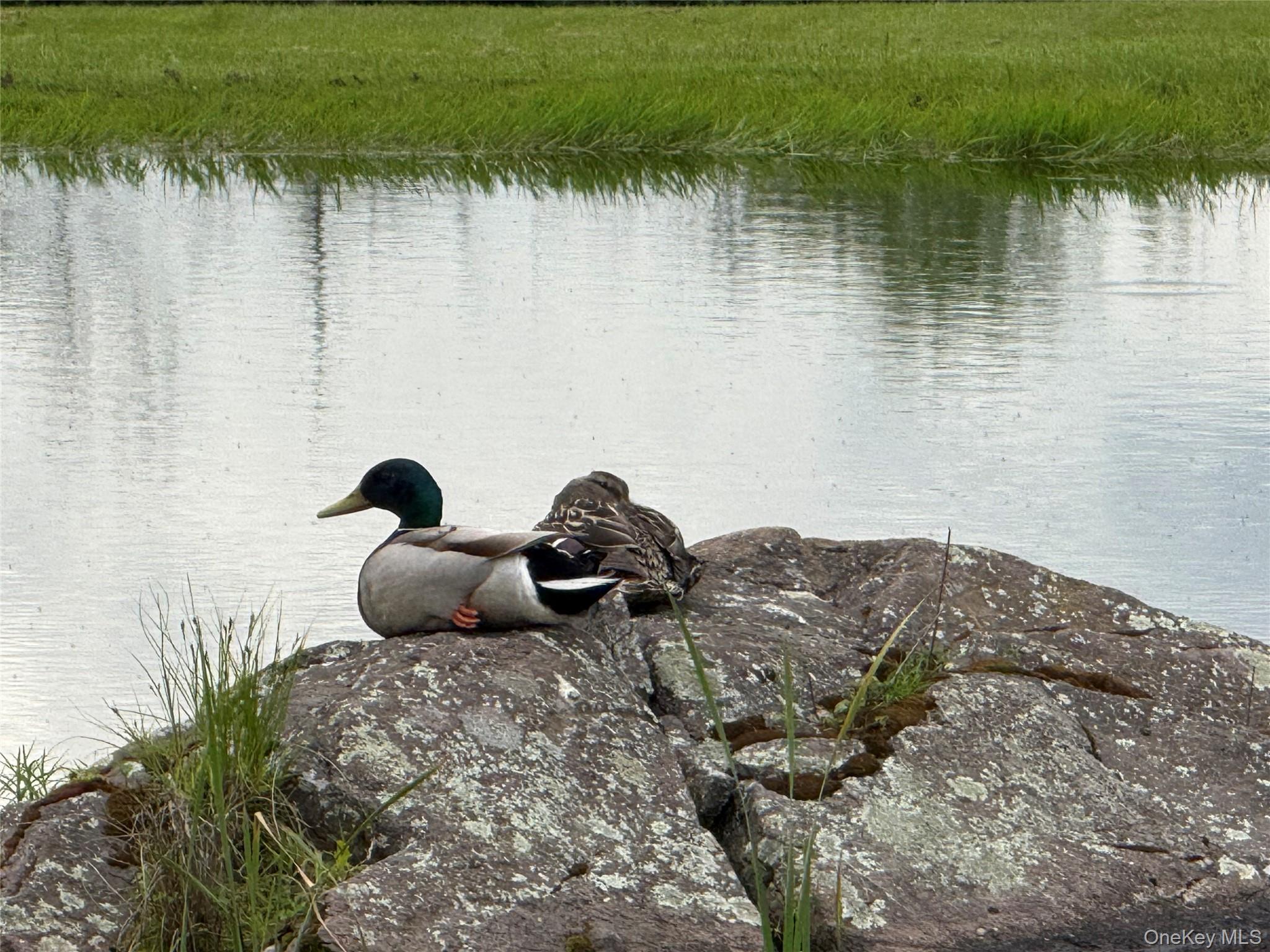 Single Family Rose  Sullivan County, NY 12788, MLS-948588-4