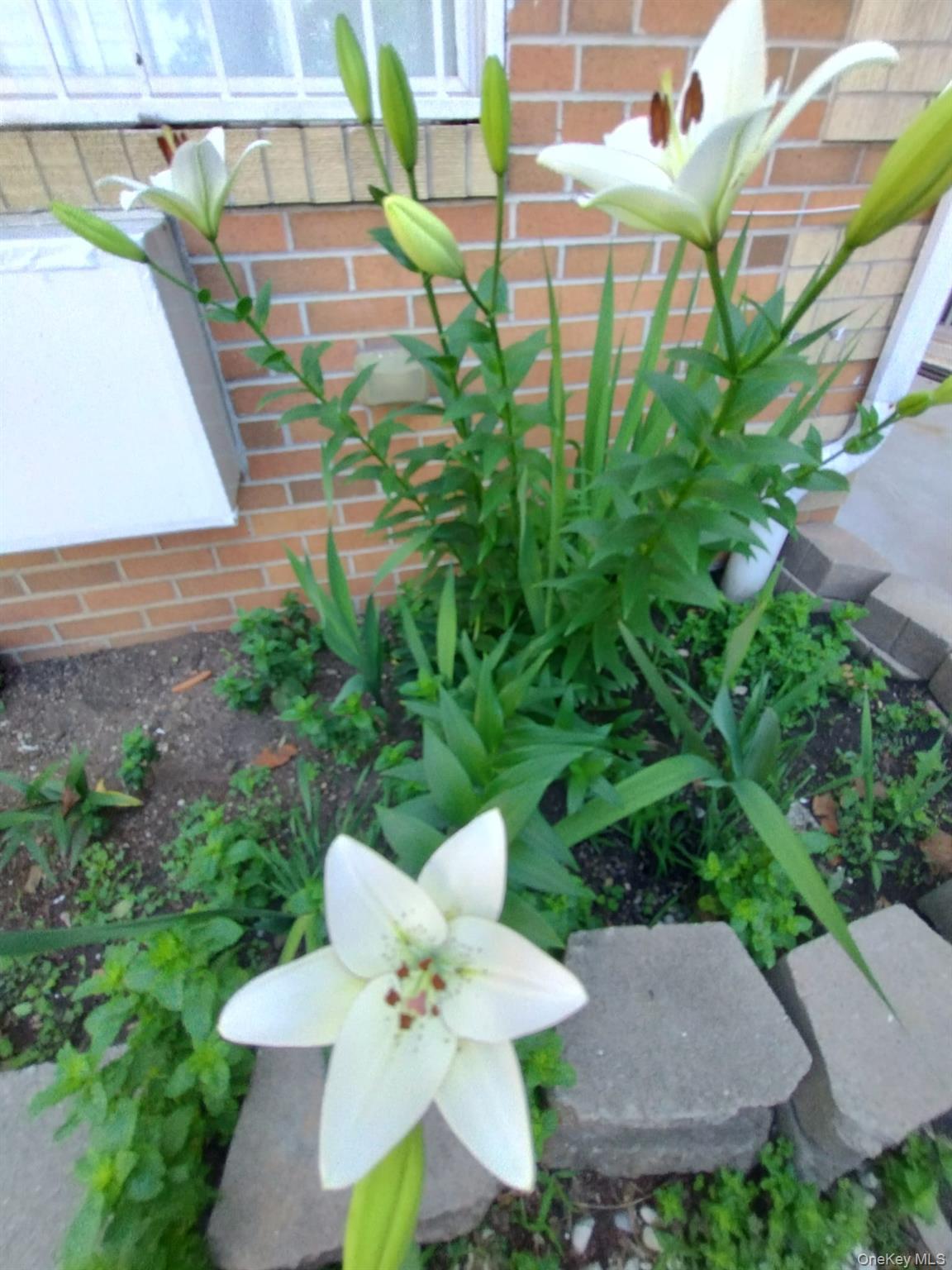 Single Family Tilden  Bronx, NY 10469, MLS-966141-10