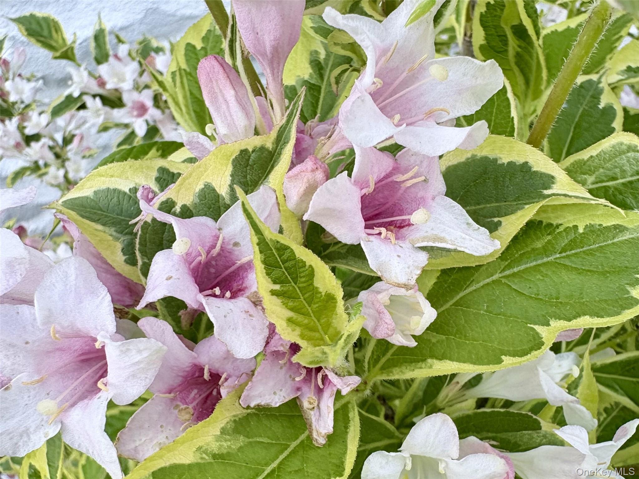 Single Family Harper Westchester County, NY 10548, MLS-969780-28