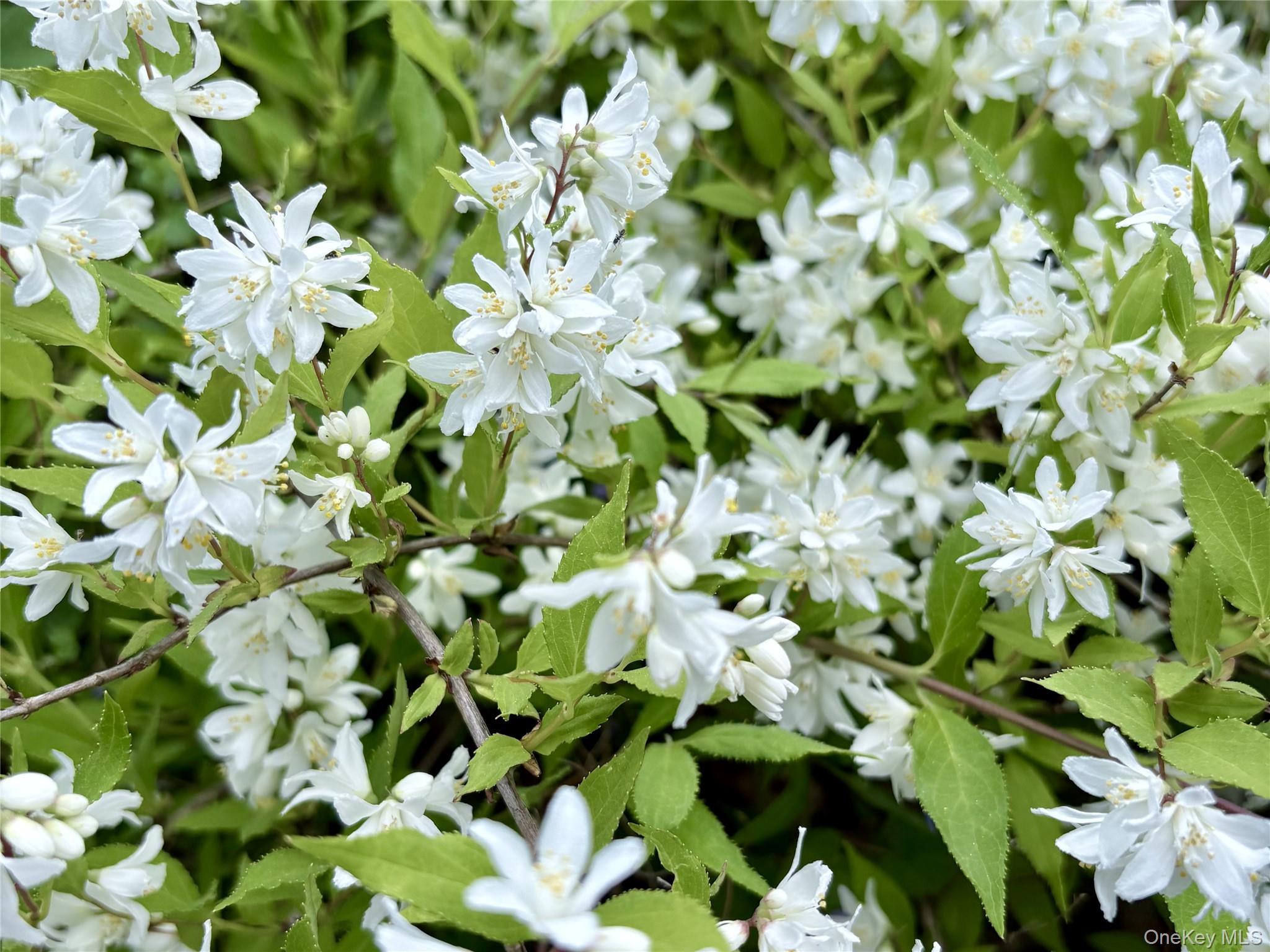 Single Family Harper Westchester County, NY 10548, MLS-969780-29