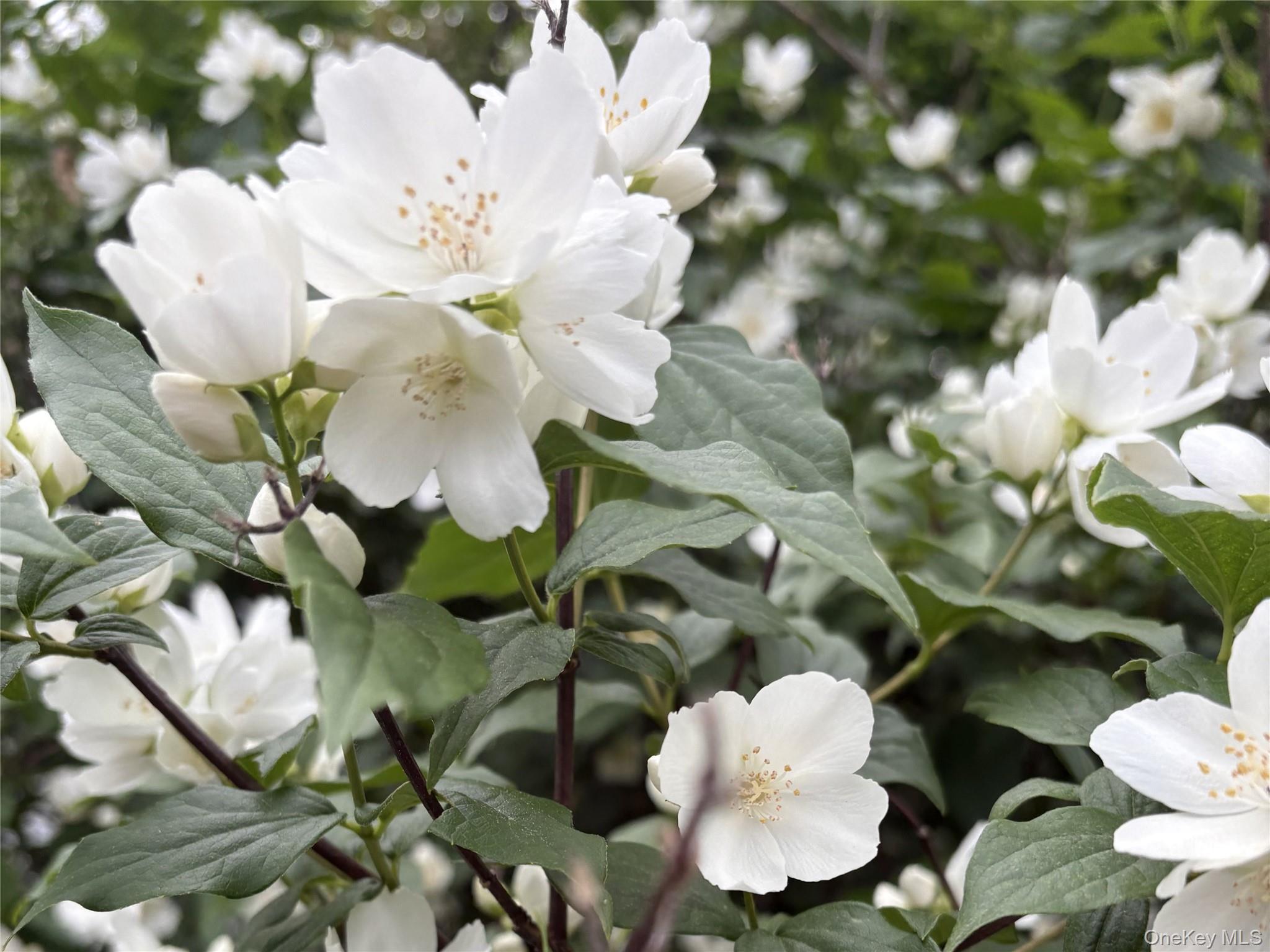 Single Family Harper Westchester County, NY 10548, MLS-969780-30