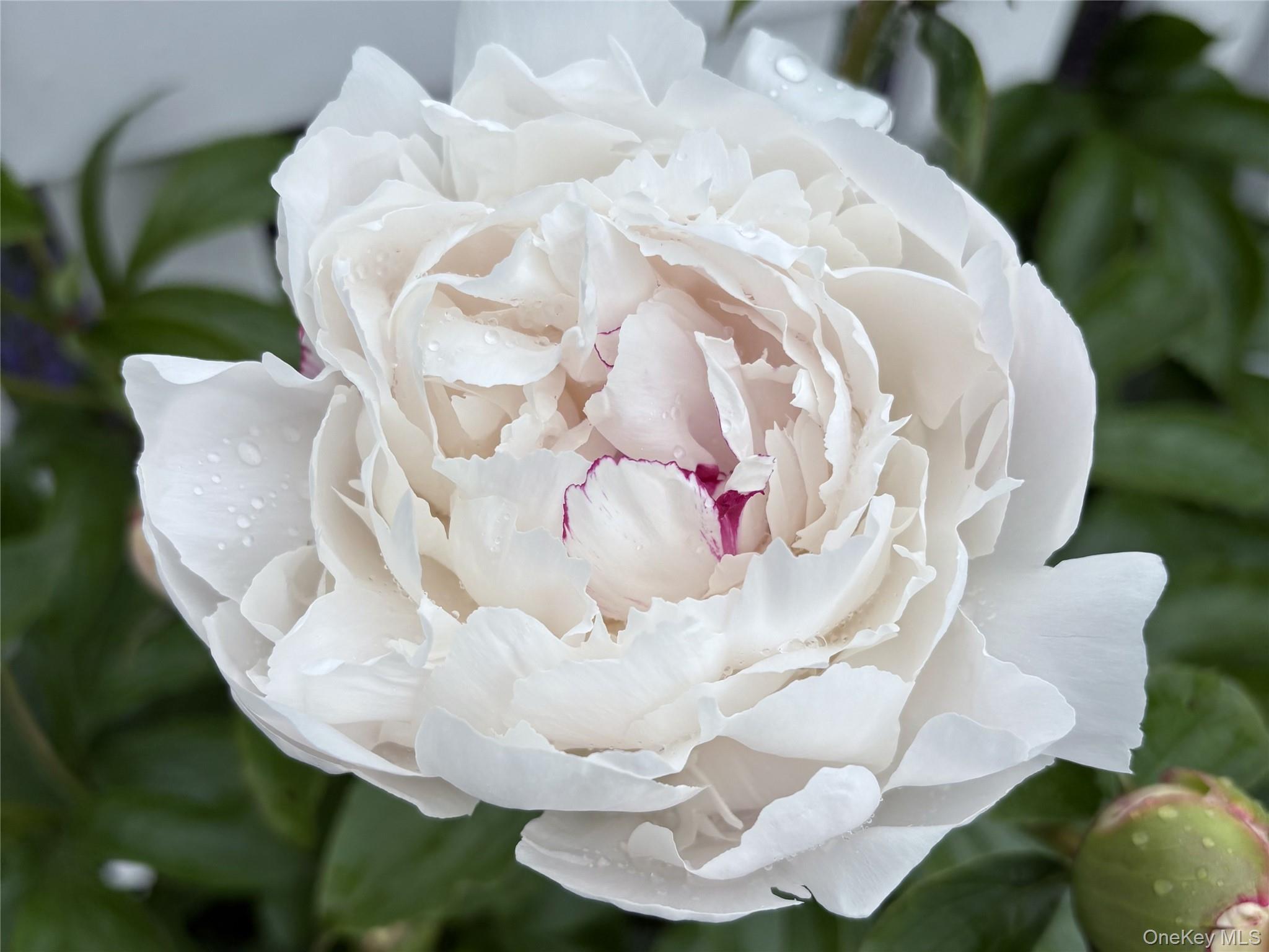 Single Family Harper Westchester County, NY 10548, MLS-969780-31