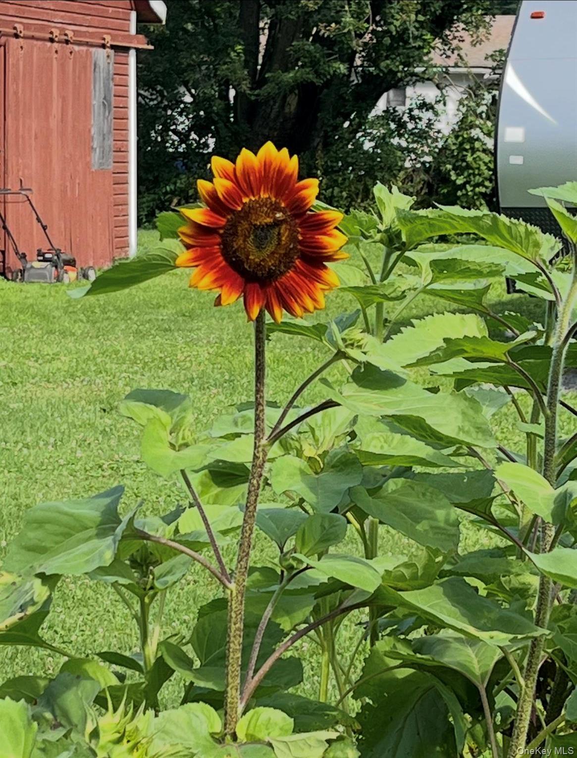 Single Family Depot  Delaware County, NY 13755, MLS-970469-34