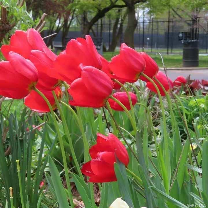 Condo 161st  Queens, NY 11358, MLS-974011-14