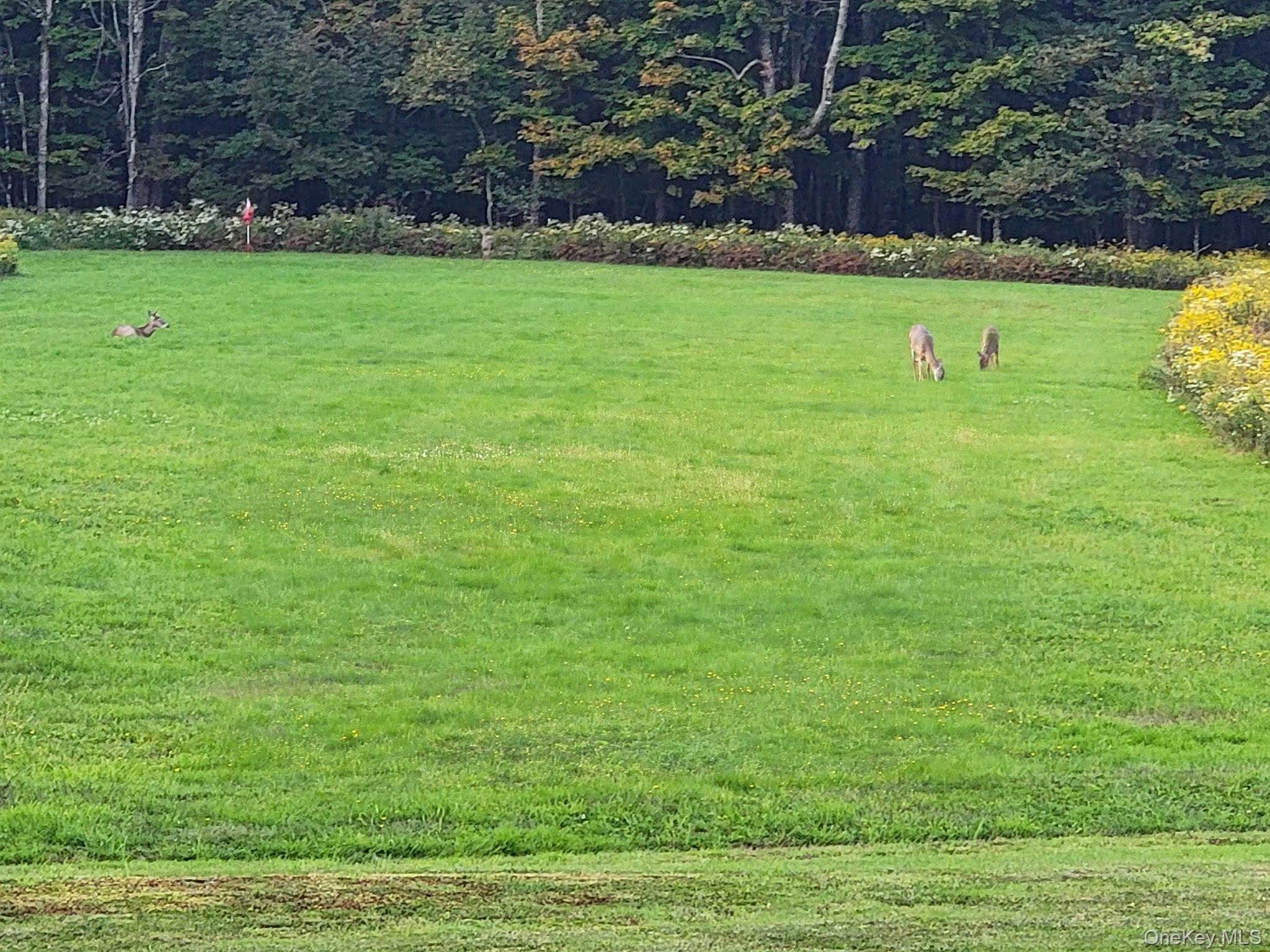 Single Family Beech  Sullivan County, NY 12754, MLS-974289-16