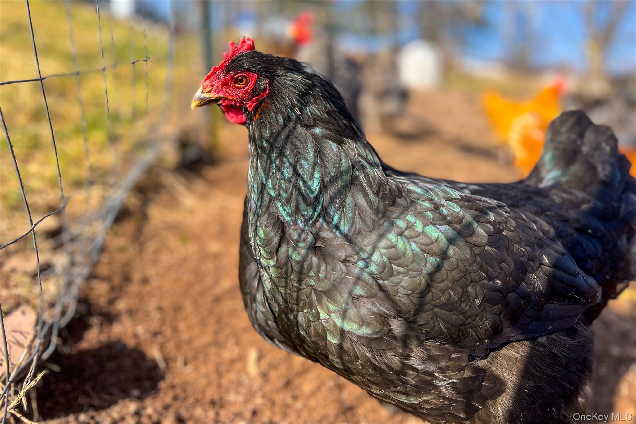 Single Family County Highway 3a  Out Of Area, NY 13849, MLS-974408-47