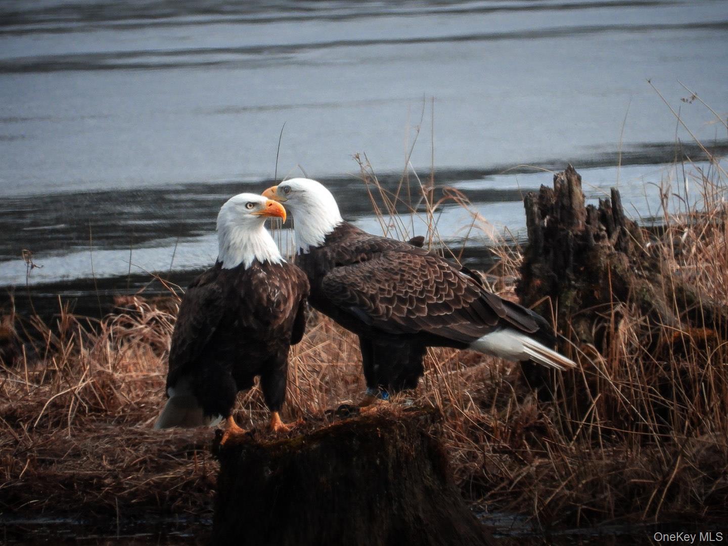 Single Family Beaver Brook  Sullivan County, NY 12792, MLS-976214-32