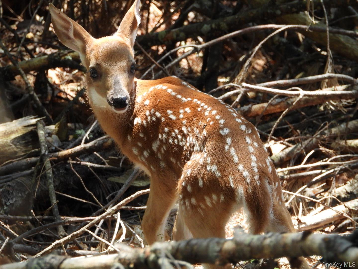 Single Family Beaver Brook  Sullivan County, NY 12792, MLS-976214-33