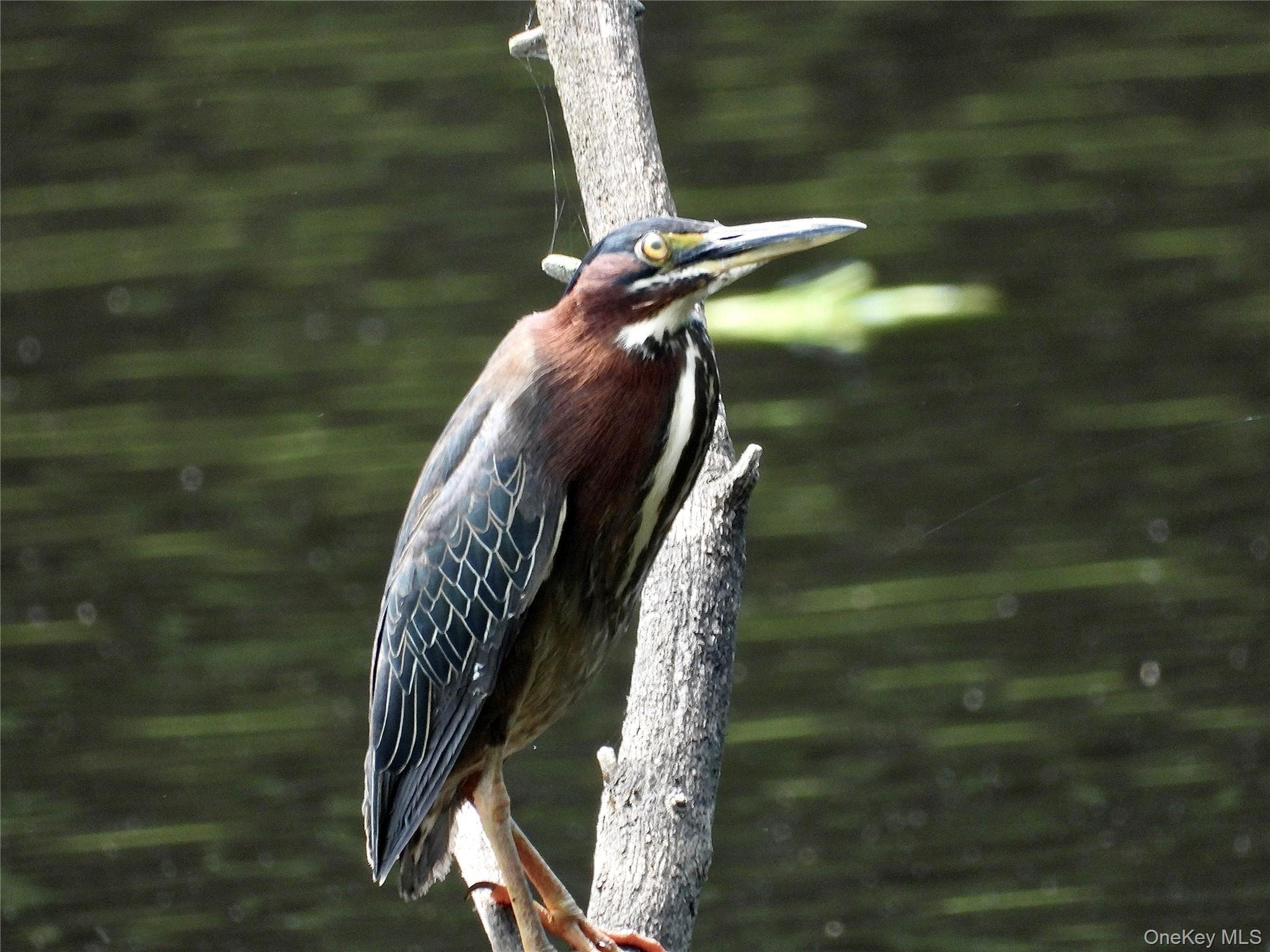 Single Family Beaver Brook  Sullivan County, NY 12792, MLS-976214-37