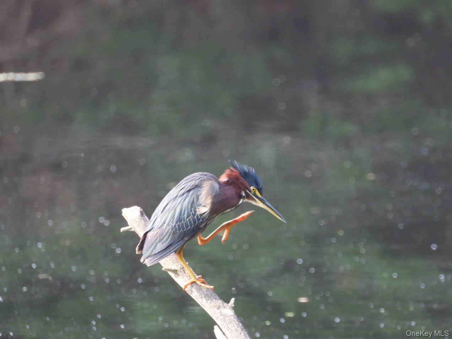 Single Family Beaver Brook  Sullivan County, NY 12792, MLS-976214-38