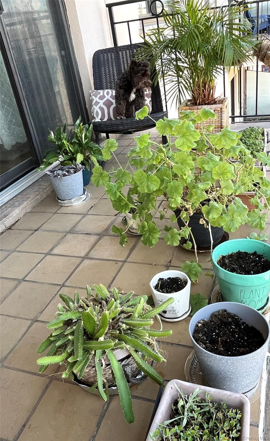 Condo 31st  Queens, NY 11106, MLS-976940-8