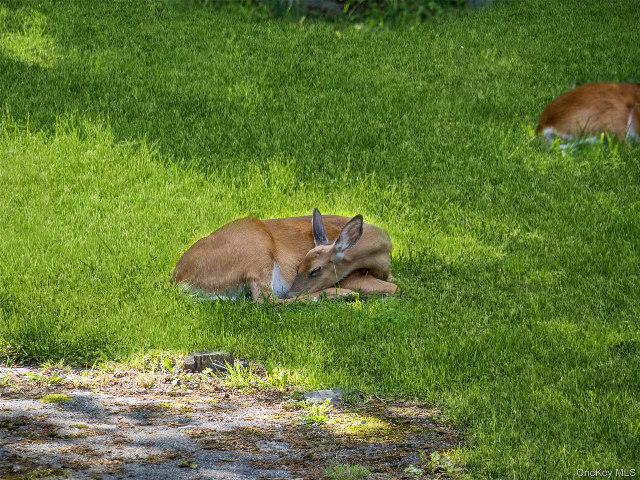 Single Family Woodland  Dutchess County, NY 12603, MLS-987873-35