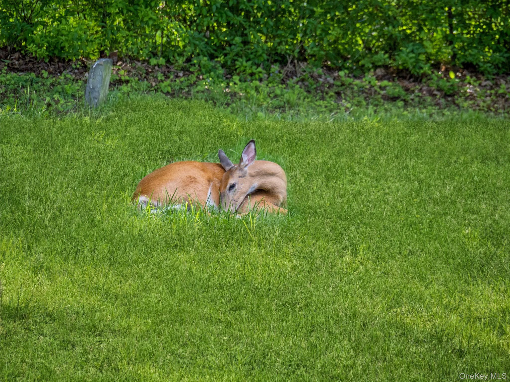 Single Family Woodland  Dutchess County, NY 12603, MLS-987873-36