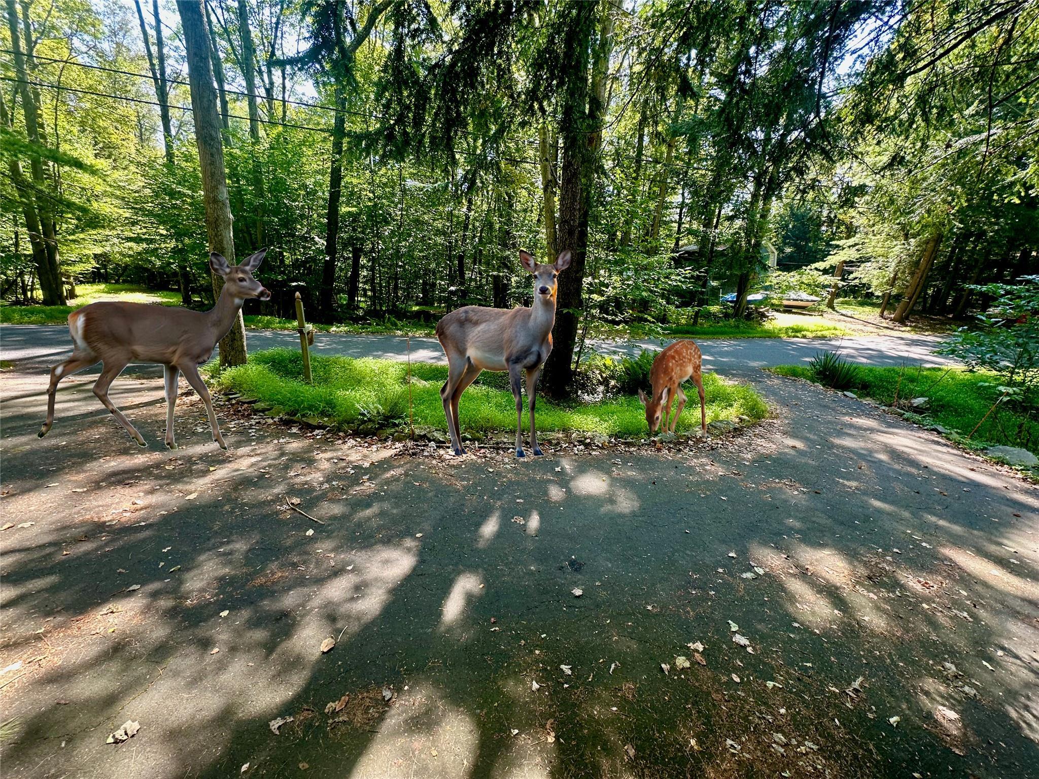 Single Family Swinging Bridge Estate  Sullivan County, NY 12701, MLS-H6324641-2